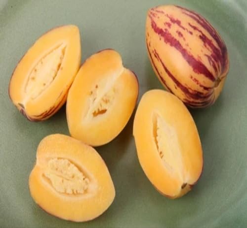 Orange Ginseng Melon Seeds – Heirloom, Non-GMO, High Germination Organic Garden Seeds