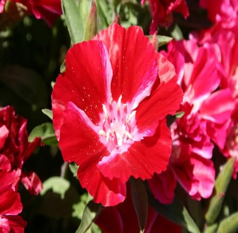Red Clarkia Flower Seeds – Heirloom, Non-GMO, High Germination Organic Garden Seeds for Planting