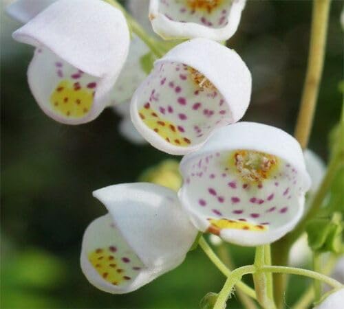 White Jovellana Flower Seeds Heirloom Non-GMO High Germination Organic Garden Seeds for Planting