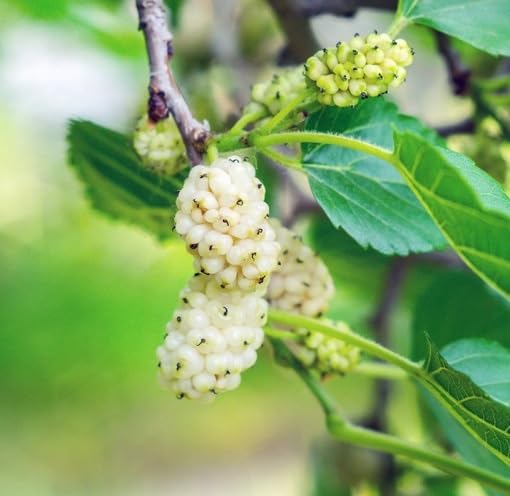 Green Mulberry Plant Seeds for Planting – Heirloom Non-GMO High Germination Organic Garden Seeds