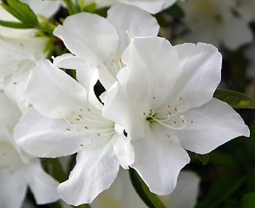 White Azalea Flower Seeds – Heirloom, Non-GMO, High Germination Organic Garden Seeds for Planting
