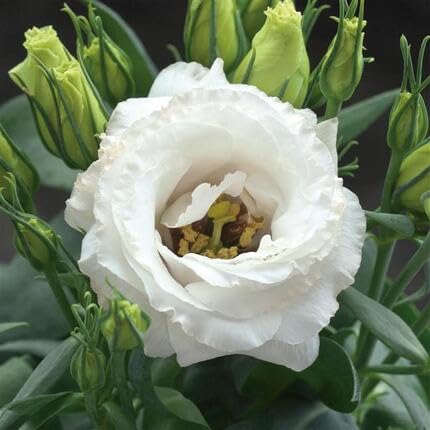 Lisianthus Flower Seeds White Heirloom Non-GMO High Germination Organic Garden Seeds for Planting