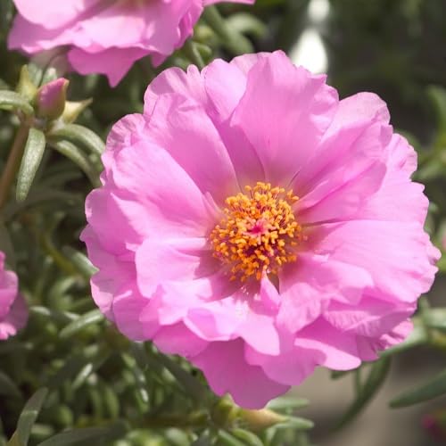 Pink Portulaca Grandiflora Flower Seeds Heirloom Non-GMO High Germination Organic Garden Seeds for Planting