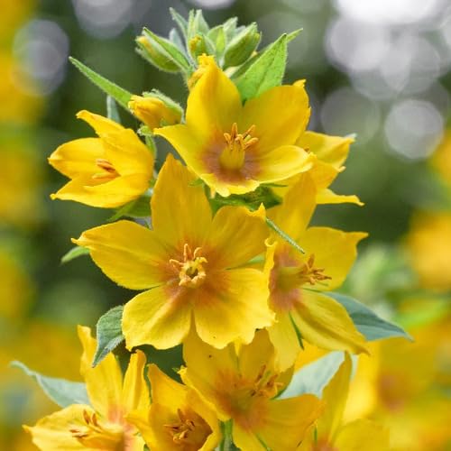 Yellow Lysimachia Flower Seeds – Heirloom, Non-GMO, High Germination Organic Seeds