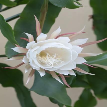 epiphyllum flower flower seeds