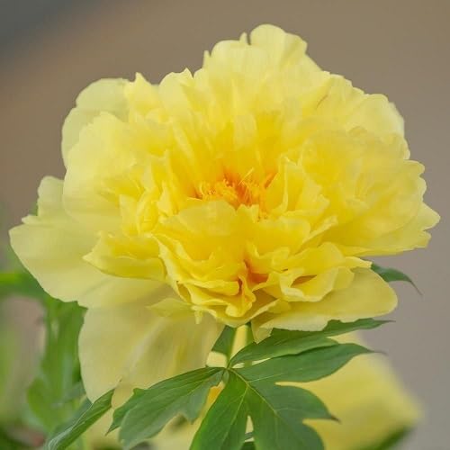 Yellow Trefoil Flower Seeds Heirloom Non-GMO High Germination Organic Garden Seeds