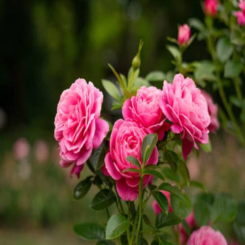 Rose Flower Seeds Pink – Heirloom, Non-GMO, High Germination Organic Garden Seeds for Planting