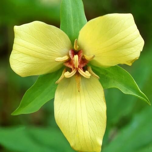 Yellow Trillium Flower Seeds – Heirloom, Non-GMO, High Germination Organic Garden Seeds for Planting
