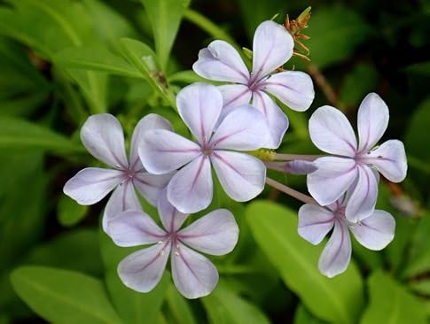 Plumbago Flower Seeds – Heirloom, Non-GMO, High Germination Organic Garden Seeds for Planting Seeds for Planting