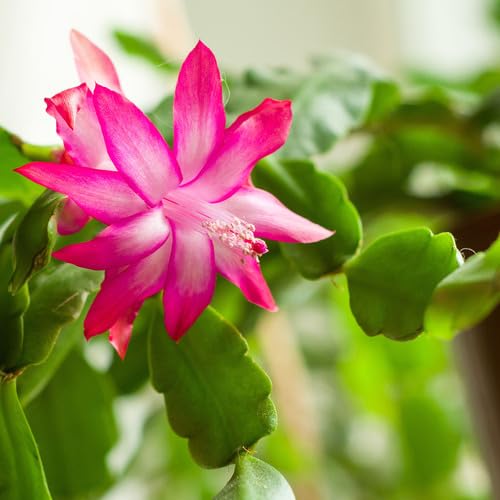 Schlumbergera Pink Flower Seeds for Planting – Heirloom, Non-GMO, High Germination Organic Garden Seeds