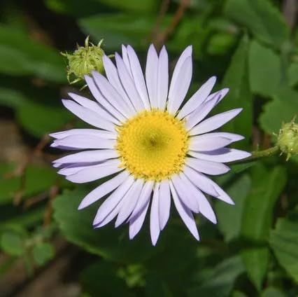 White Erigeron Flower Seeds Heirloom Non-GMO High Germination Organic Garden Seeds for Planting
