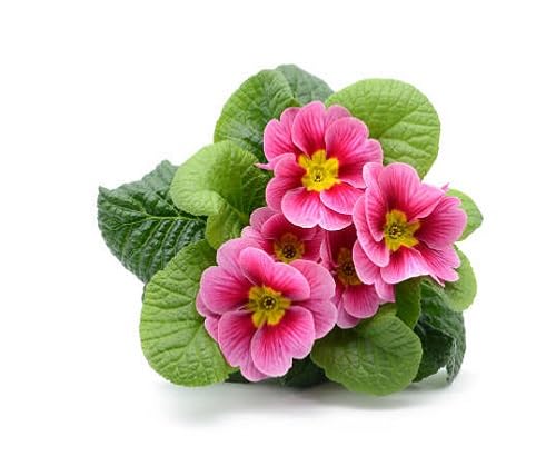 primula flower heirloom non-gmo seeds