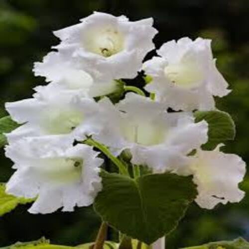 Gloxinia Flower Seeds White – Heirloom, Non-GMO, High Germination Organic Garden Seeds