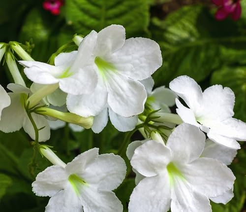 White Streptocarpus Flower Seeds Heirloom Non-GMO High Germination Organic Garden Seeds for Planting