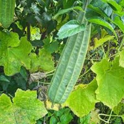 Schwammschwammsamen – Alte Sorte, gentechnikfrei, keimstark, Bio-Gartensamen zur Pflanzung