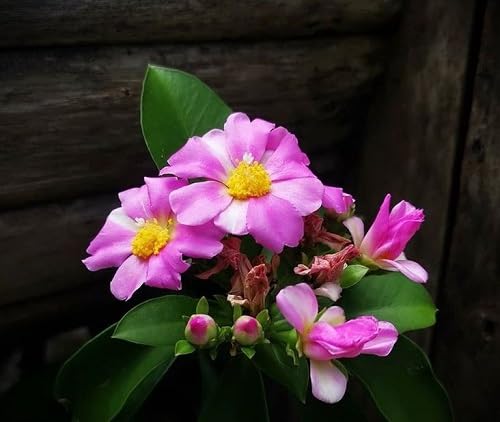 Pink Pereskia Flower Seeds – Heirloom Non-GMO High Germination Organic Garden Seeds for Planting