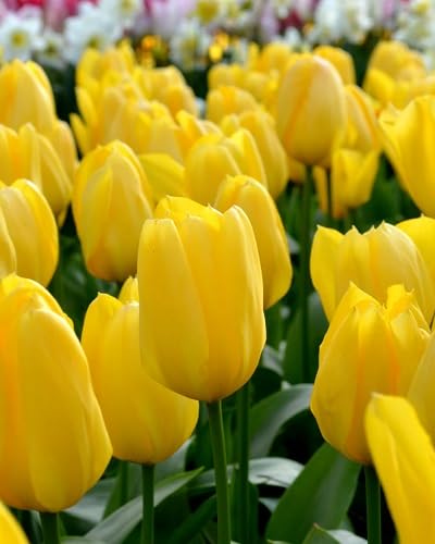 Tulip Flower Seeds – Heirloom, Non-GMO, High Germination Organic Garden Seeds for Planting