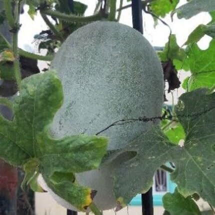 Green Ash Gourd Seeds – Heirloom, Non-GMO, High Germination Organic Garden Seeds Planting