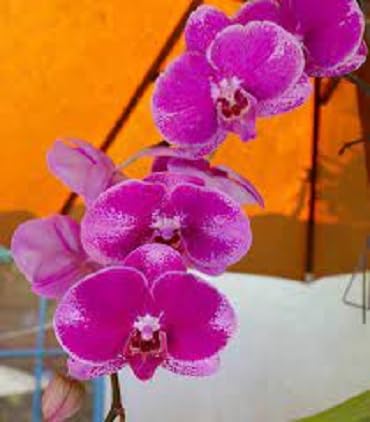 Orchid Flower Seeds – Heirloom, Non-GMO, High Germination Organic Garden Seeds for Planting