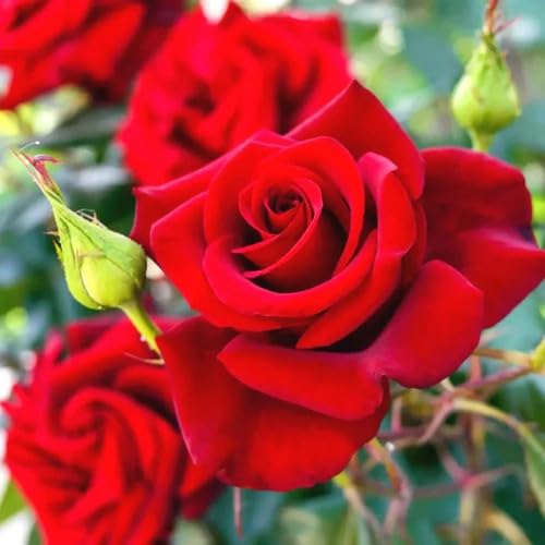 Rose Flower Seeds Red for Planting – Heirloom Non-GMO High Germination Organic Garden Seeds