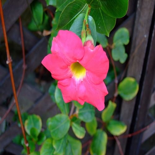 Semillas de flor Pink Sanderi – Semillas de jardín orgánicas, reliquia, no modificadas genéticamente, de alta germinación