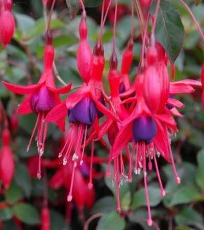 fuchsia flower flower seeds