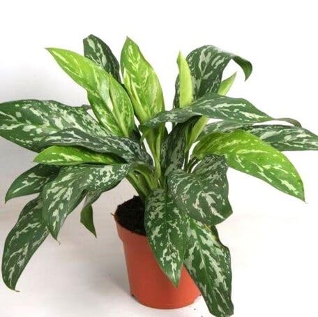 green aglaonema flower seeds