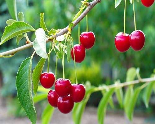 Red Sour Cherry Seeds – Heirloom, Non-GMO, High Germination Organic Garden Seeds
