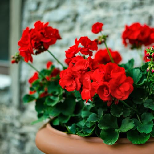 geranium flower heirloom non-gmo seeds
