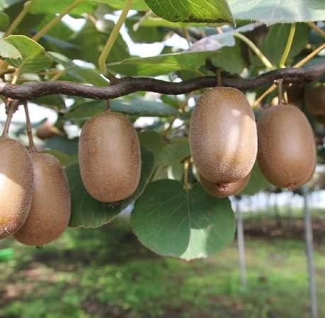 Brown Kiwi Seeds – Heirloom, Non-GMO, High Germination Organic Garden Seeds