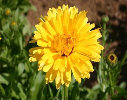 yellowcalendulaflowerheirloomnongmo flower seeds