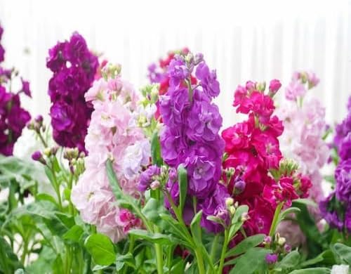 mixed matthiola flower seeds
