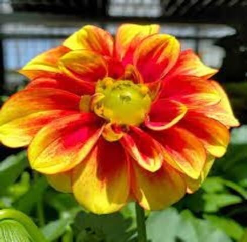Red Yellow Dahlia Flower Seeds for Planting – Heirloom Non-GMO High Germination Organic Garden Seeds
