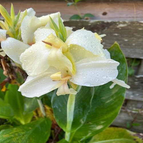 White Canna Flower Seeds Heirloom Non-GMO High Germination Organic Garden Seeds for Planting