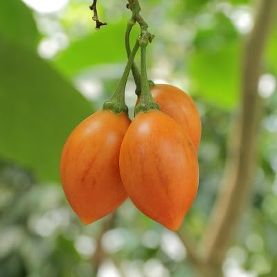 Orange Tamarillo Fruit Seeds – Heirloom, Non-GMO, High Germination Organic Garden Seeds for Planting Seeds for Planting