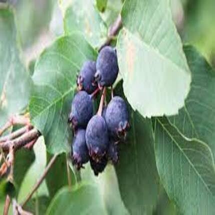 Semillas de Saskatoon negras – Semillas de huerto orgánicas, reliquia, sin OMG, de alta germinación
