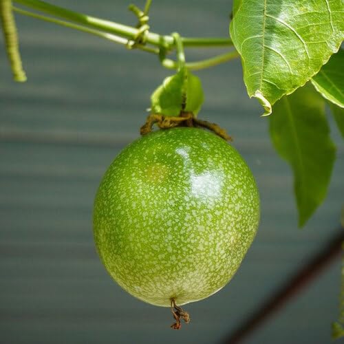 Green Passion Fruit Seeds – Heirloom, Non-GMO, High Germination Organic Garden Seeds