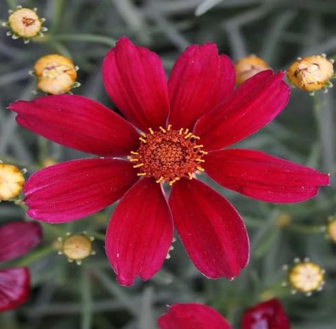 Red Coreopsis Flower Seeds – Heirloom, Non-GMO, High Germination Organic Garden Seeds for Planting