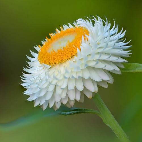 Helichrysum Flower Seeds – Heirloom, Non-GMO, High Germination Organic Garden Seeds for Planting