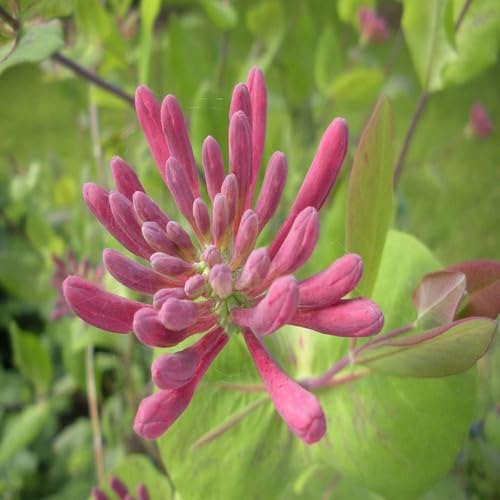 Pink Lonicera Etrusca Flower Seeds Heirloom Non-GMO High Germination Organic Garden Seeds for Planting