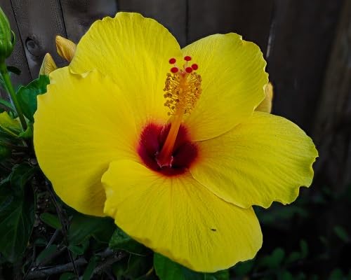 Hibiscus Flower Seeds Yellow – Heirloom Non-GMO High Germination Organic Garden Seeds