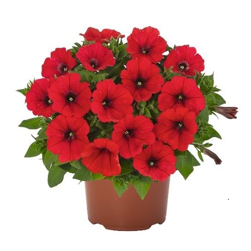 Red Petunia Pelleted Flower Seeds – Heirloom, Non-GMO, High Germination Organic Garden Seeds for Planting, Seeds for Planting