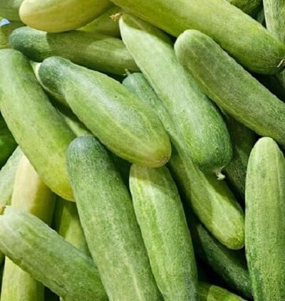 Cucumber White Seeds – Heirloom, Non-GMO, High Germination Organic Garden Seeds Planting