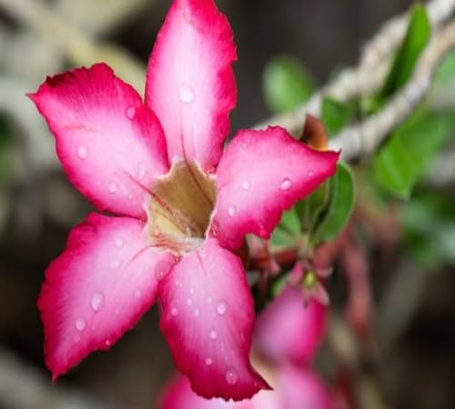 Adenium Flower Seeds Pink for Planting – Heirloom Non-GMO High Germination Organic Garden Seeds