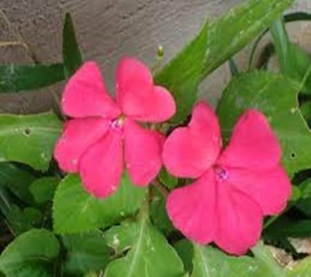 impatiens flower flower seeds