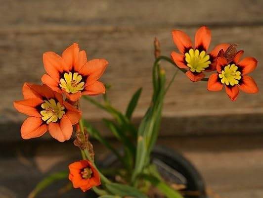 Mixed Sparaxis Flower Seeds – Heirloom, Non-GMO, High Germination Seeds