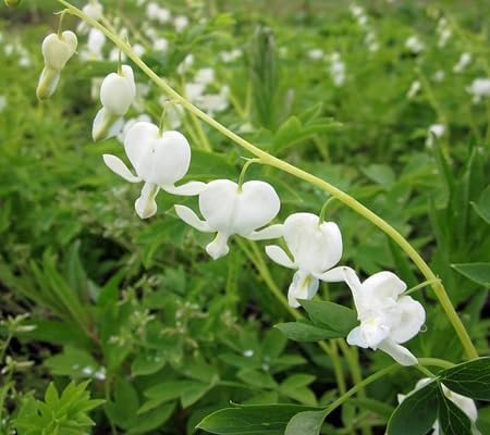 dicentra spectabilis flower seeds
