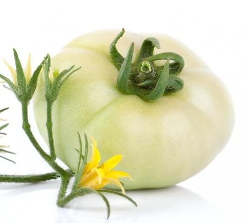 Tomato White Seeds – Heirloom, Non-GMO, High Germination Organic Garden Seeds Planting
