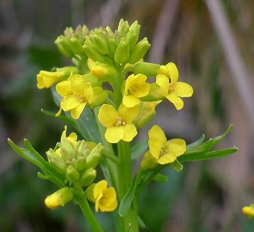 Yellow Aubrieta Flower Seeds for Planting – Heirloom Non-GMO High Germination Organic Seeds