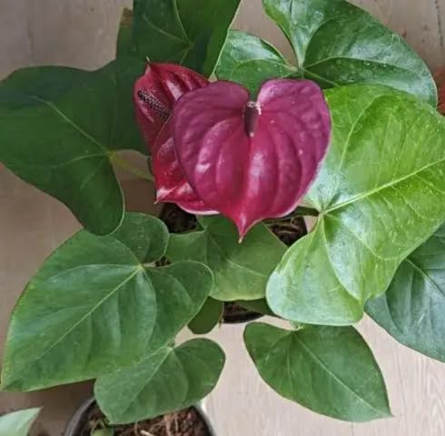 Purple Anthurium Flower Seeds Heirloom Non-GMO High Germination Organic Garden Seeds for Planting